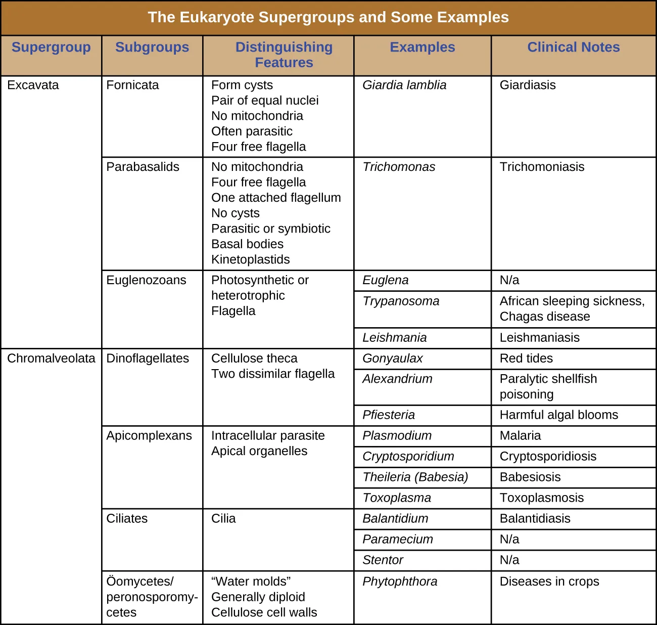 Teukaryote supergroups and some example species. Description below.