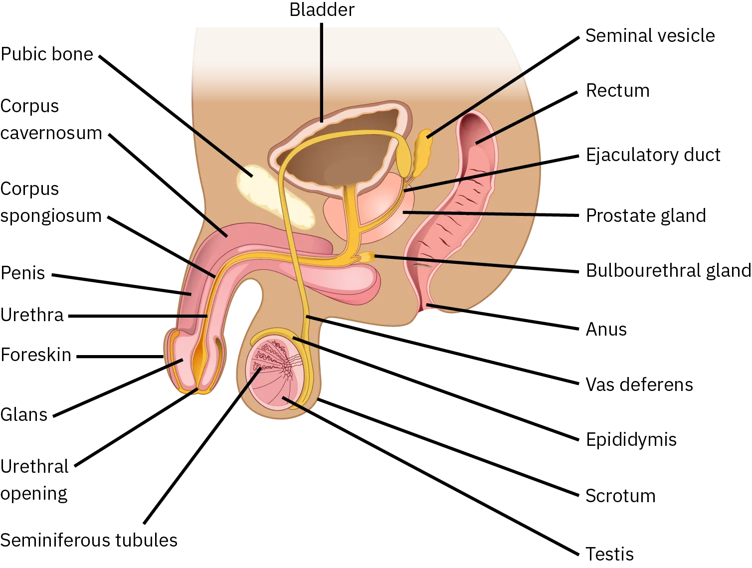 This diagram shows a cross section of the penis and testes. The penis widens at the end, into the glans, which is surrounded by the foreskin. The urethra is an opening that runs through the middle of the penis to the bladder. The tissue surrounding the urethra is the Corpus spongiosum, and above the Corpus spongiosum is the Corpus cavernosum. The testes, located immediately behind the penis, are covered by the scrotum. Seminiferous tubules are located in the testes. The epididymis partly surrounds the sac containing the seminiferous tubules. The Vas deferens is a tube connecting the seminiferous tubules to the ejaculatory duct, which begins in the prostate gland. The prostate gland is located behind and below the bladder. The seminal vesicle, located above the prostate, also connects to the seminal vesicle. The bulbourethral gland connects to the ejaculatory duct where the ejaculatory duct enters the penis.