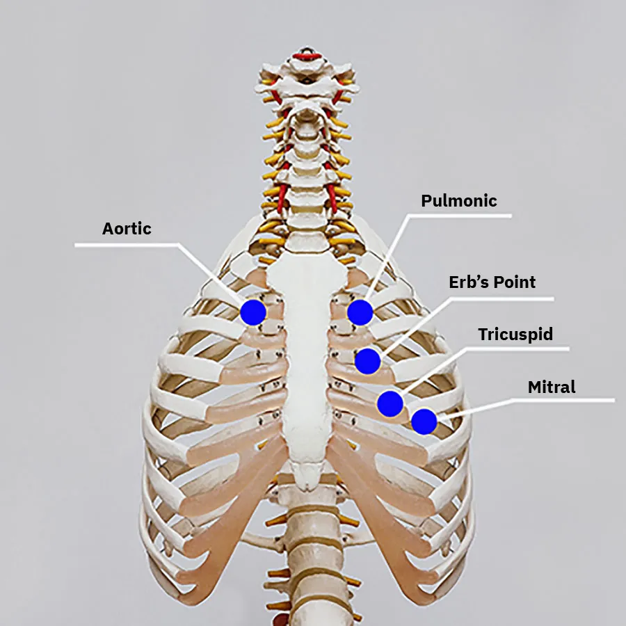 A diagram showing heart auscultation sites.