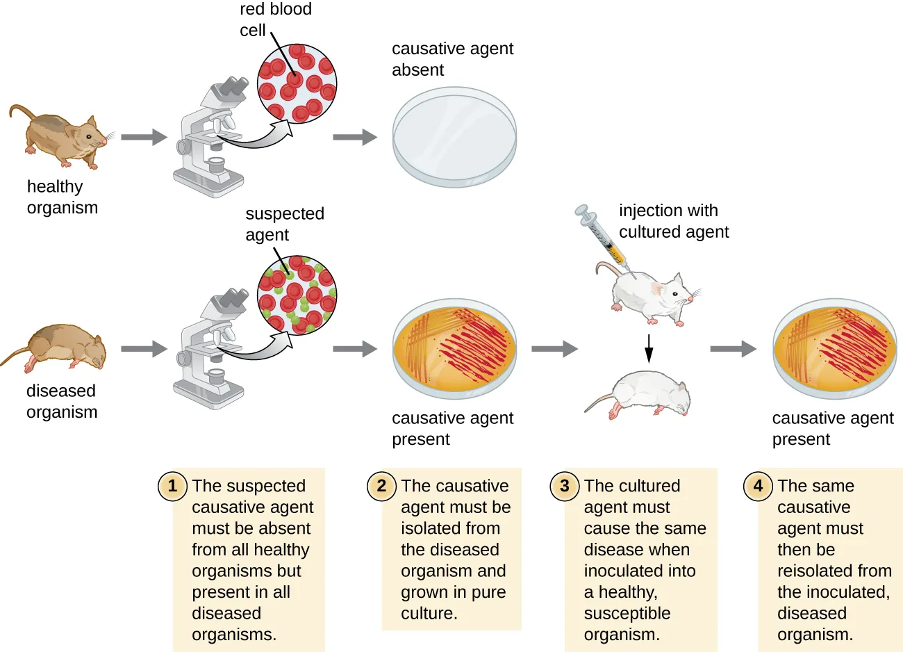 A diagram Koch&rsquo;s postulates. Description below.