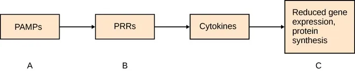 The flow diagram shows four boxes connected by arrows. The first box is labeled A and reads: PAMPs. An arrow then leads to the second box labeled B, which reads: PRRs. An arrow then leads to the third box, which reads: Cytokines. An arrow then leads to the fourth box labeled C, which reads: Reduced gene expression, protein synthesis.
