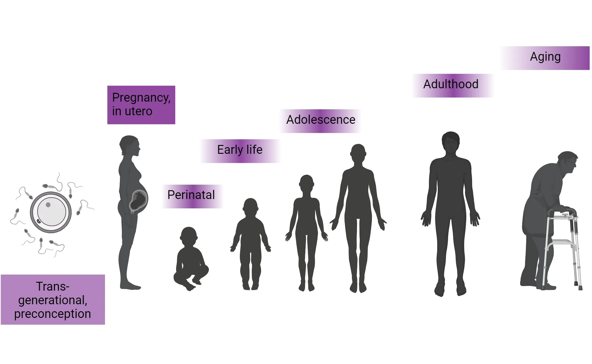 Illustrations of human silhouettes meant to represent different life phases: transgenerational/preconception, pregnancy/in utero, perinatal, early life, adolescence, adulthood, aging.