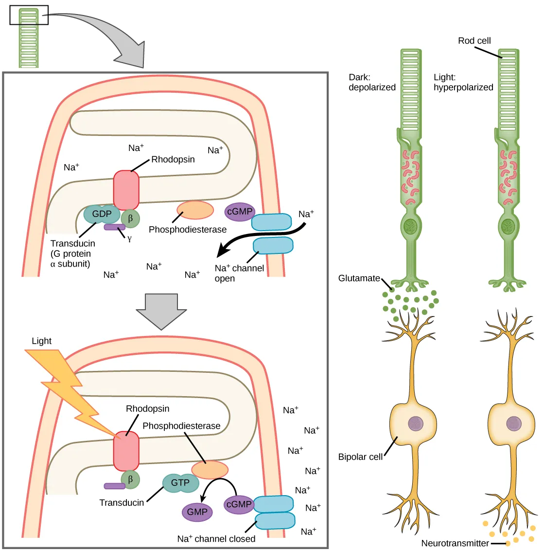 Illustration A shows the signal transduction pathway for rhodopsin, which is located in internal membranes at the top of rod cells. When light strikes rhodopsin, a G protein called transducin is activated. Transducin has three subunits, alpha, beta and gamma. Upon activation, G D P on the alpha subunit is replaced with G T P. The subunit dissociates, and binds phosphodiesterase. Phosphodiesterase, in turn, converts c G M P to G M P, which closes sodium ion channels. As a result, sodium can no longer enter the cell, and the membrane becomes hyperpolarized. Illustration b shows that the tall, thin rod cell is stacked on top of a bipolar nerve cell. In the dark the membrane is depolarized, and glutamate is released from the rod cell to the axon terminal of the bipolar cell. In the light, no glutamate is released.