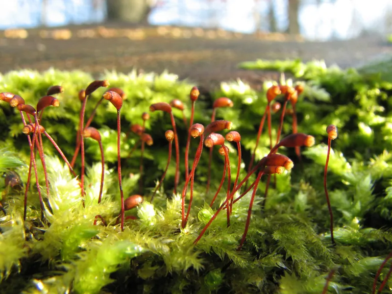 A close-up photo of green, feathery moss with many reddish brown sporophytes growing upwards. Each sporophyte has a goblet-shaped tip.