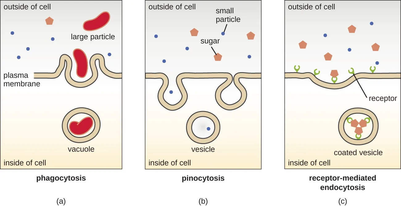 Three variations of endocytosis. Description below.