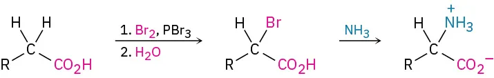 A carboxylic acid reacts with bromine, phosphorus tribromide, and water to form a bromo-substituted acid that reacts with ammonia to form an amino acid.