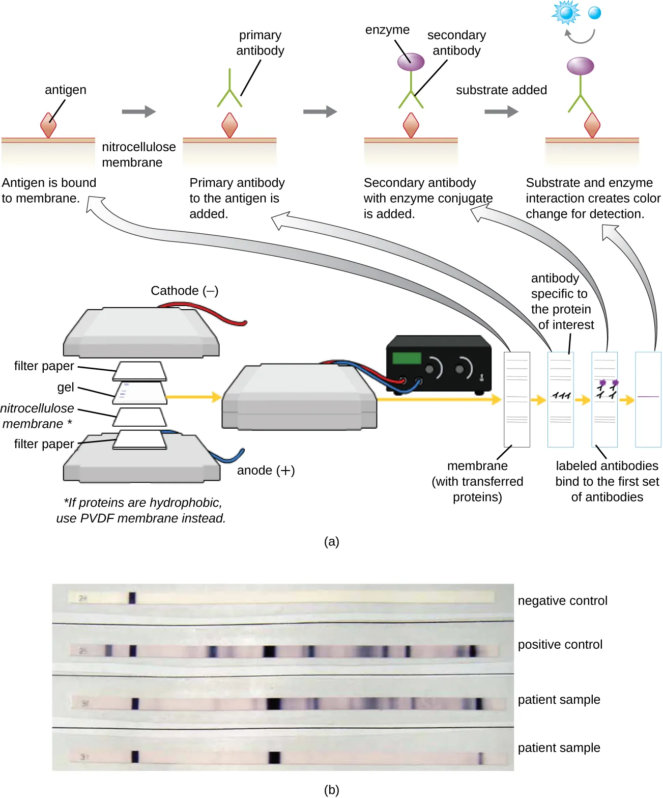 A diagram showing the process of a western blot. Description below.