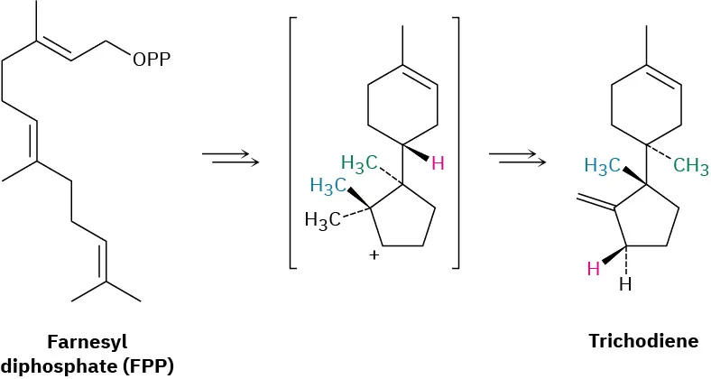 Farnesyl diphosphate (F P P) cyclizes to form an intermediate. This further forms trichodiene as the final product.