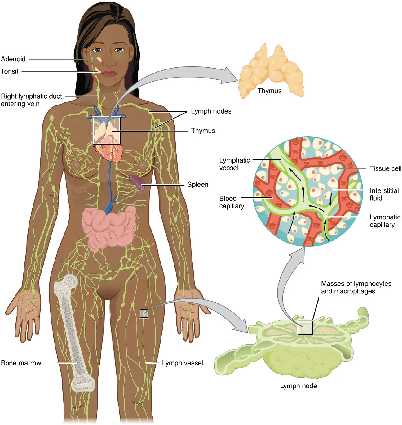 The left panel shows a female human body, and the entire lymphatic system is shown. The right panel shows magnified images of the thymus and the lymph node. All the major parts in the lymphatic system are labeled.