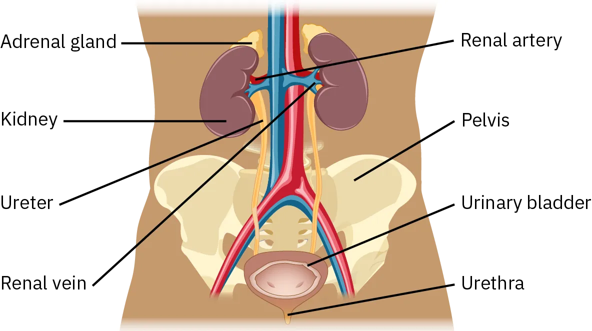 A diagram shows the structures of the human urinary system that are present in both males and females. The adrenal gland is above the kidneys. The renal artery and renal vein enter each kidney to move blood through the kidneys or back to the heart. The ureter goes from the kidneys to the urinary bladder. The urinary bladder narrows as it descends into the urethra.