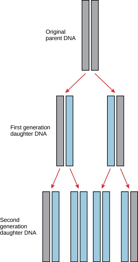 The figure shows pairs of rectangular blocks that represent DNA. From top to bottom, a pair of gray rectangles are labelled Original parent’s DNA. Two downward pointing arrows connect to two more pairs of rectangles labelled First generation daughter DNA. From left to right, the left pair contains a gray rectangle and a blue rectangle. The pair on the right has a blue rectangle and a gray rectangle.  Both pairs have two arrows that point to two new pairs, for a total of four pairs. These four pairs are labelled second generation daughter DNA. From left to right, the pairs are:  gray rectangle and blue rectangle, two blue rectangles, two blue rectangles, and a blue rectangle and a gray rectangle.