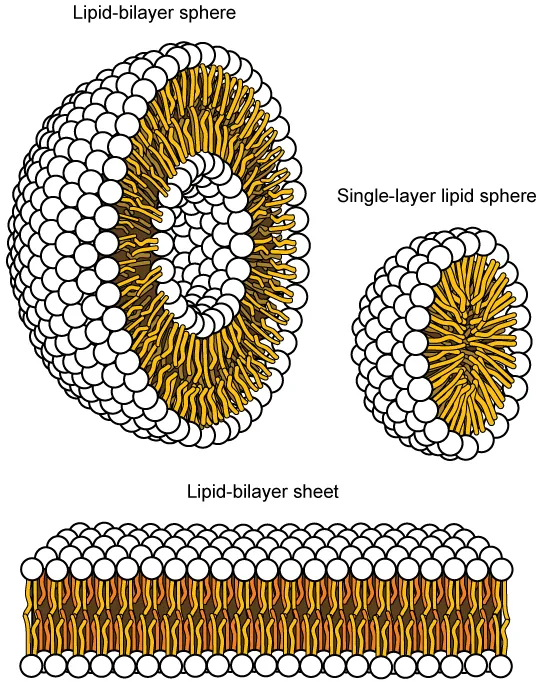 The image on the left shows a spherical lipid bilayer, shown as a half sphere whose surface is covered in the spherical polar heads, and thin, strandlike tails extend inward.  In the core of the sphere is another half sphere, with the same anatomy but with the polar heads facing inward and the strandlike tails facing out toward the tails of the outer layer. The image on the right shows a smaller sphere that has a single lipid layer only, with the spherical heads facing outward. The image at the bottom shows a lipid bilayer sheet; whose polar heads form the upper and lower surfaces, with tails extending toward each other in the middle.