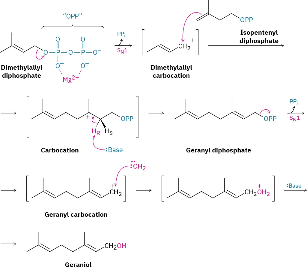 The figure shows the biosynthesis reaction of geraniol. Multiple steps involving two S N 1 reactions produces geraniol from dimethylallyl diphosphate, where the diphosphate ion acts as a leaving group.