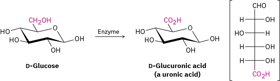 The Haworth projection of D-glucose is oxidized through an enzymatic reaction to yield D-glucuronic acid, a uronic acid 