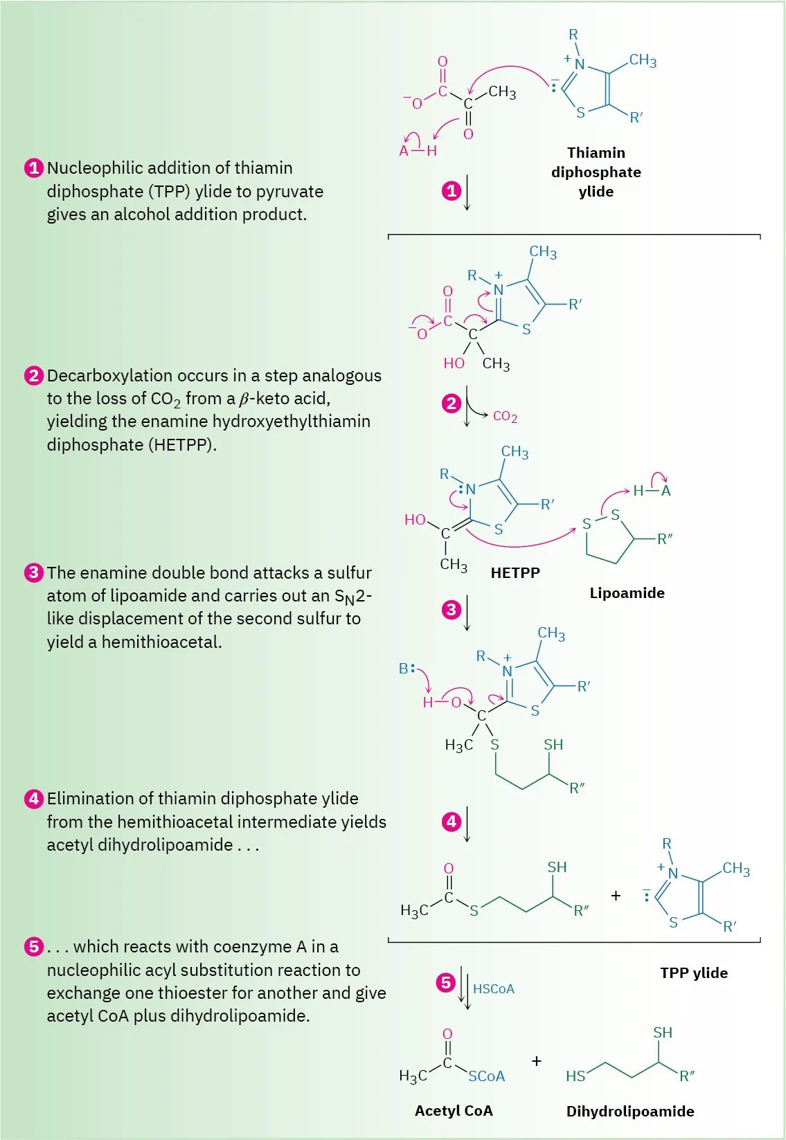 The conversion of pyruvate to acetyl-coenzyme A involves thiamin diphosphate ylide condensation, decarboxylation, addition of lipoamide, and coenzyme A nucleophilic acyl substitution.