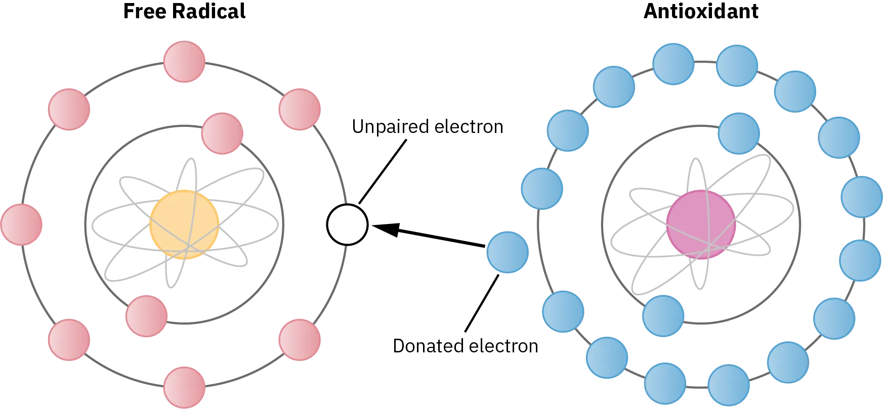 Illustration of a free radical next to an antioxidant. In both, two circles of electrons are arranged around a nucleus. An electron from the antioxidant is donated to an unpaired electron in the free radical.