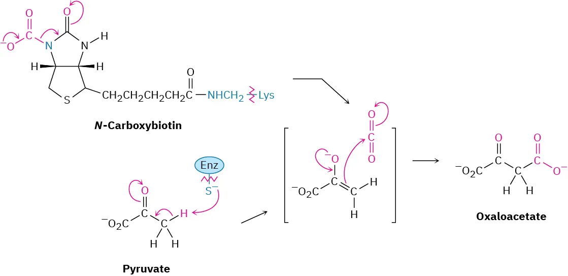 N-Carboxy biotin mediated pyruvate carboxylation leads to an intermediate, which is protonated to form oxaloacetate.