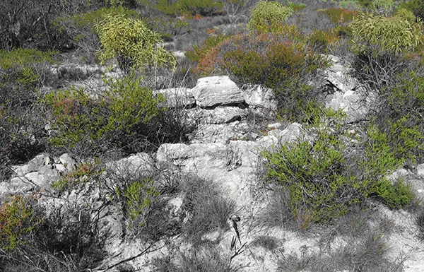 A wall-like stone structure is interspersed with thinly wooded trees and believed to have been constructed by early people of Australian origin.