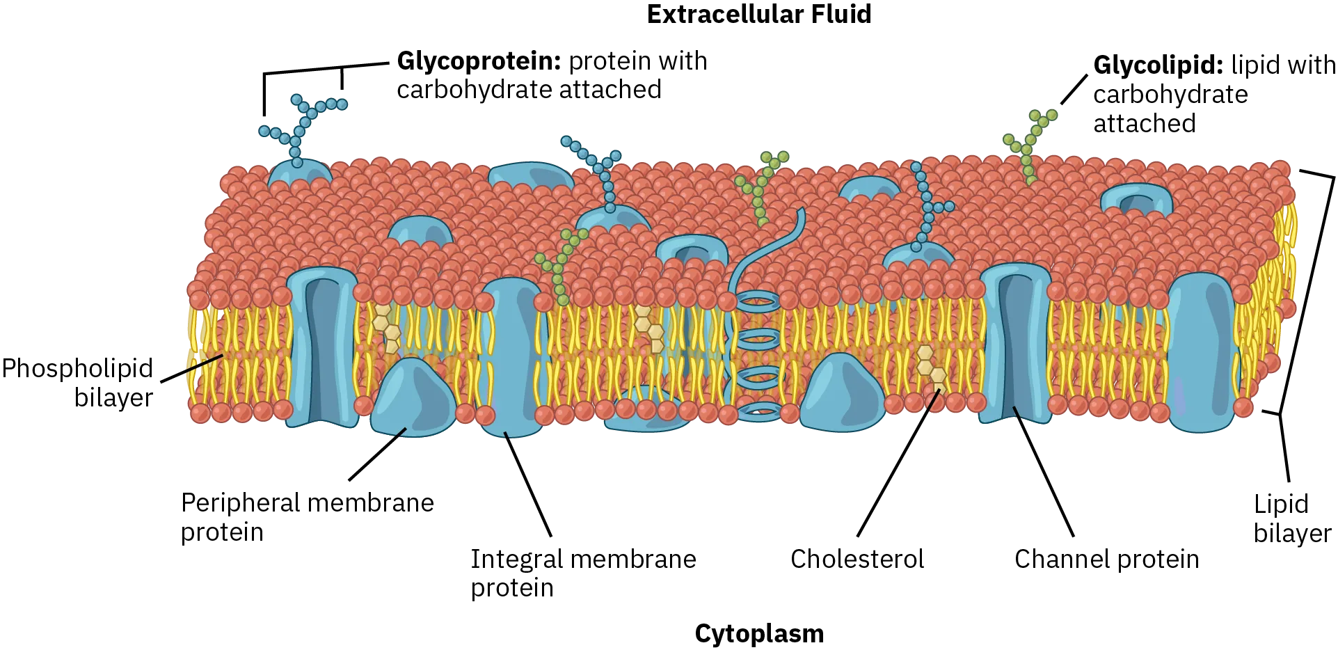 Different nutrients, such as glycolipids and glycoproteins (depicted as green and blue rope-like strands), can permeate the cell membrane in a lipid bilayer (outlined in red with yellow inserts)  to maintain homeostasis between intracellular and extracellular fluid compartments.