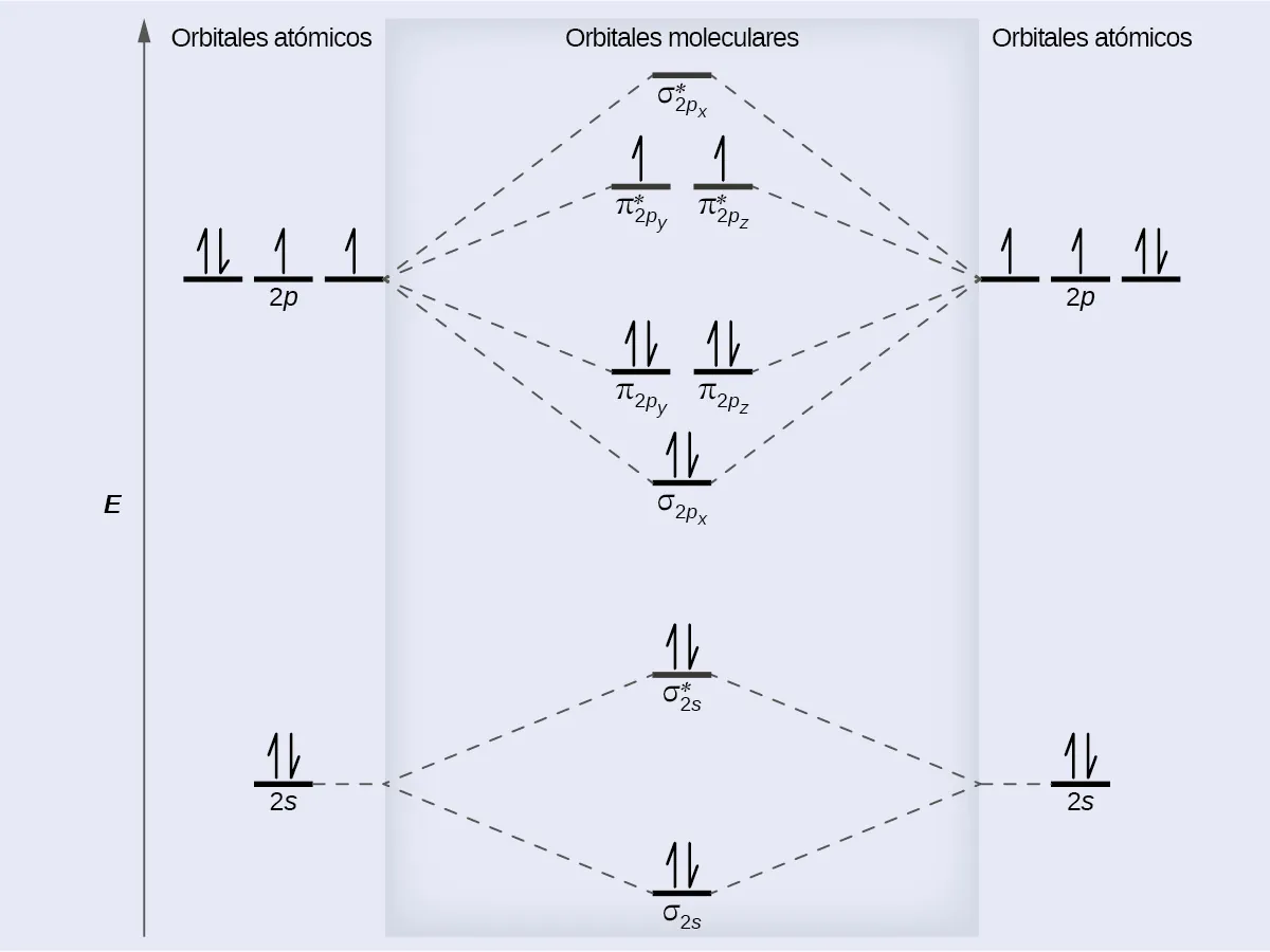 Se muestra un diagrama que tiene una flecha vertical hacia arriba que corre a lo largo del lado izquierdo con la marca "E". En la parte inferior central del diagrama hay una línea horizontal marcada como "sigma subíndice 2 s", que tiene dibujadas dos medias flechas verticales, una hacia arriba y otra hacia abajo. Esta línea está conectada a la derecha y a la izquierda por líneas punteadas orientadas hacia arriba con otras dos líneas horizontales, cada una de ellas marcada como "2 s", y con dos medias flechas verticales dibujadas sobre ellas, una orientada hacia arriba y otra hacia abajo. Estas dos líneas están conectadas por líneas punteadas hacia arriba con otra línea en el centro del diagrama, pero más arriba de la primera y marcada, "sigma subíndice 2 s superíndice asterisco". Esta línea horizontal tiene dibujadas dos medias flechas verticales, una hacia arriba y otra hacia abajo. Más arriba en el centro del diagrama hay una línea horizontal marcada como "sigma subíndice 2 p subíndice x", que se encuentra debajo de dos líneas horizontales, situadas una al lado de la otra, y marcadas como "pi subíndice 2 p subíndice y" y "pi subíndice 2 p subíndice z". Tanto la línea inferior como la superior están conectadas a la derecha y a la izquierda por líneas punteadas hacia arriba con otras tres líneas horizontales, cada una de ellas marcada como "2 p", a cada lado. Cada uno de estos conjuntos de líneas contiene tres medias flechas hacia arriba y una hacia abajo. Están conectadas por líneas punteadas hacia arriba con otra línea simple y luego con un par de líneas dobles en el centro del diagrama, pero más arriba de las líneas inferiores. Se marcan como "sigma subíndice 2 p subíndice x superíndice asterisco", "pi subíndice 2 p subíndice y superíndice asterisco" y "pi subíndice 2 p subíndice z superíndice asterisco", respectivamente. La parte inferior de cada una de estas dos líneas horizontales centrales contiene una media flecha orientada hacia arriba. Los lados izquierdo y derecho del diagrama tienen encabezados que dicen: "Orbitales atómicos", mientras que el encabezado central dice: "Orbitales moleculares".