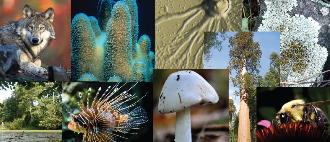 This photo collage shows a wolf, a cucumber-shaped protozoan, a sea sponge, a slime mold, lichen, the shore of a lake with algae and trees, a spiny lion fish, a mushroom, a sequoia, and a bee drinking nectar from a flower.