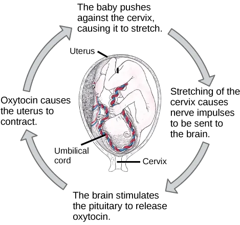 Prior to birth, the baby pushes against the cervix, causing it to stretch. Stretching of the cervix causes nerve impulses to be sent to the brain. As a result, the brain stimulates the pituitary to release oxytocin. Oxytocin causes the uterus to contract. As a result, the baby pushes against the cervix in a positive feedback loop.