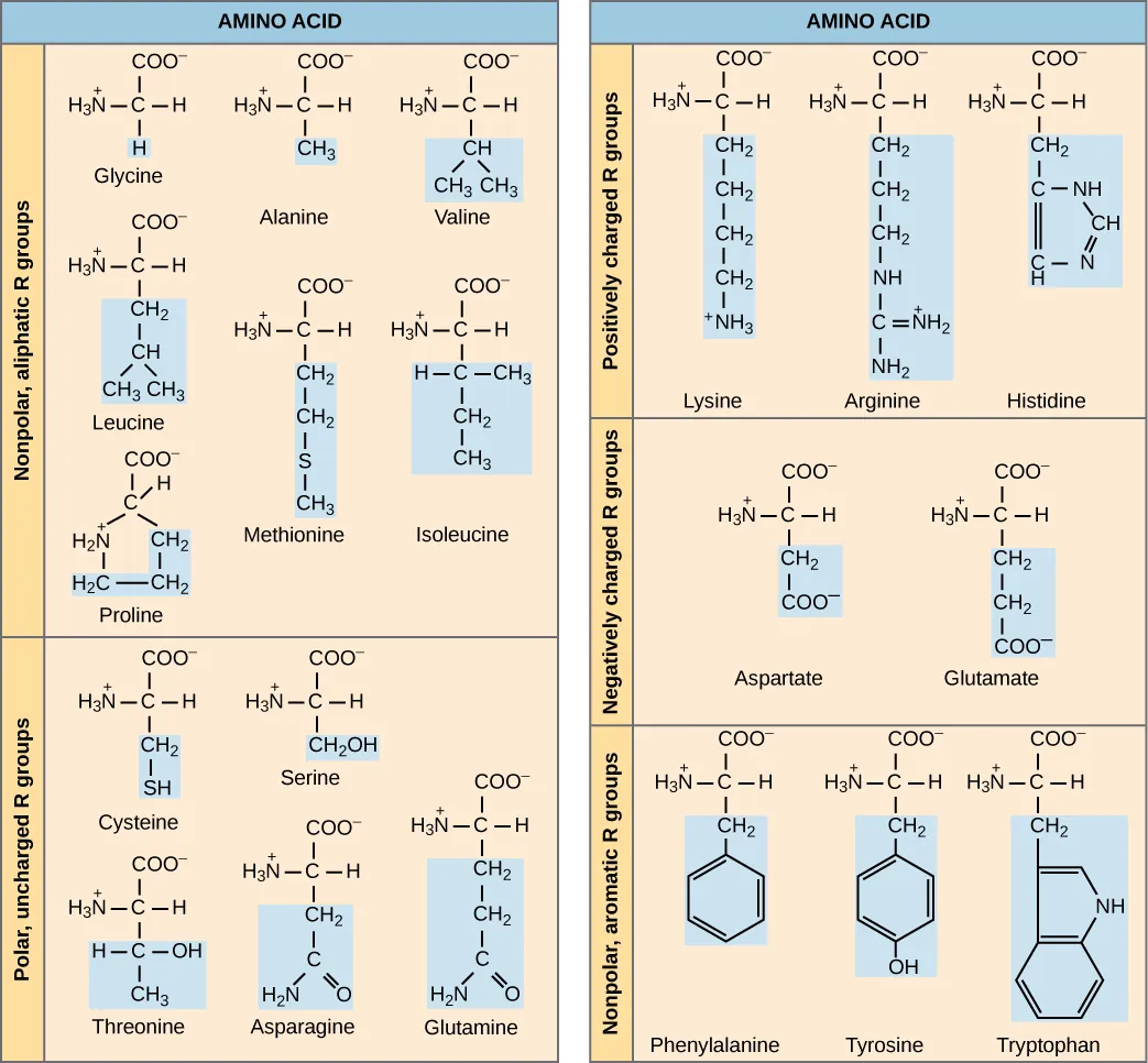 The molecular structures of the twenty amino acids commonly found in proteins are given. These are divided into five categories: nonpolar aliphatic, polar uncharged, positively charged, negatively charged, and aromatic. Nonpolar aliphatic amino acids include glycine, alanine, valine, leucine, methionine, isoleucine, and proline. Polar uncharged amino acids include serine, threonine, cysteine, asparagine, and glutamine. Positively charged amino acids include lysine, arginine, and histidine. Negatively charged amino acids include aspartate and glutamate. Aromatic amino acids include phenylalanine, tyrosine, and tryptophan.  For example, in the amino acid glycine, the R group is a single hydrogen; but in alanine the R group is upper C upper H subscript 3 baseline.