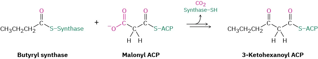 The butyryl synthase and malonyl A C P reaction form 3-ketohexanoyl A C P. The product has six-carbon chain with two carbonyl groups positioned on the first and third carbon.