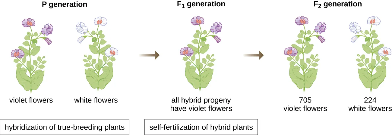 Diagram of flower genetics. Description below.