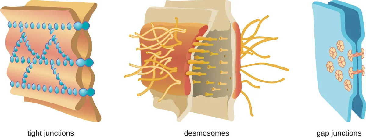 Cell junctions. Description below.