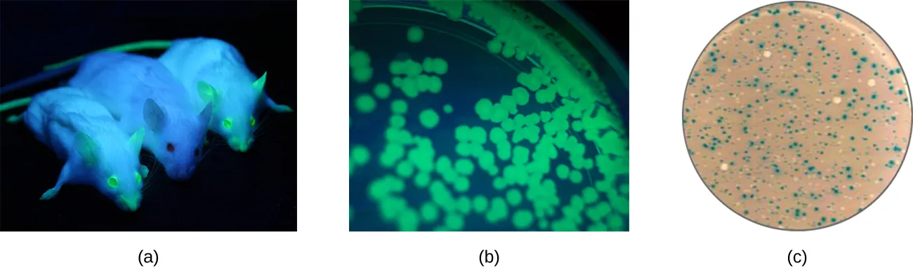 Examples of green flourescent light encoding. Description in caption.
