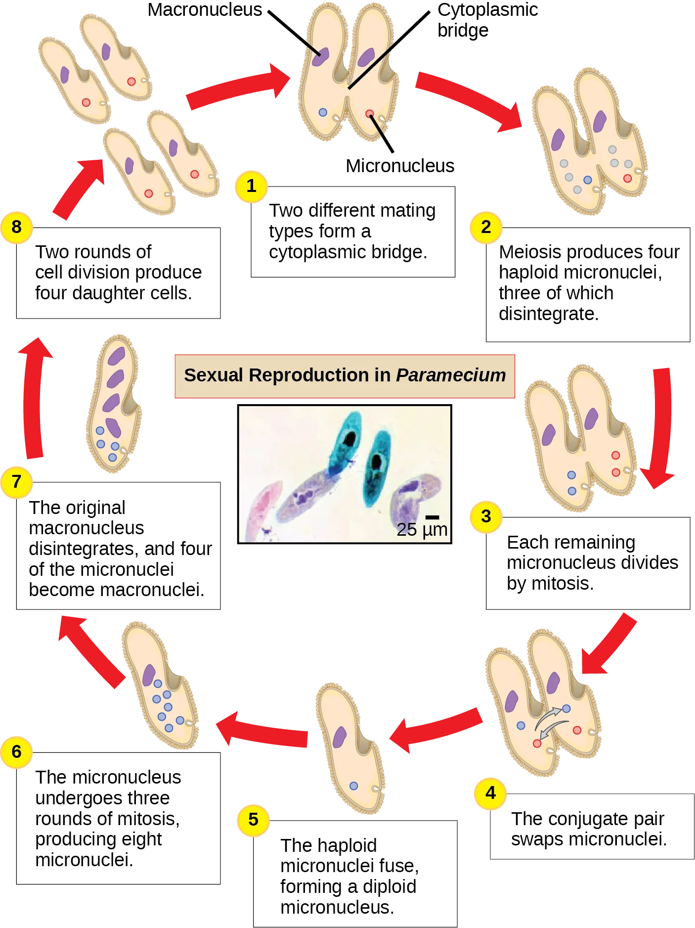 The illustration shows the life cycle of Paramecium. The cycle begins (step 1) when two different mating types form a cytoplasmic bridge, becoming a conjugate pair. Each Paramecium has a macronucleus and a micronucleus. The micronuclei undergo meiosis (step 2), resulting in four haploid micronuclei in each parent cell. Three of these micronuclei disintegrate. The remaining micronuclei divide once by mitosis (step 3), resulting in two micronuclei per cell. The parent cells swap one of these micronuclei (step 4). The two haploid micronuclei then fuse, forming a diploid micronucleus (step 5). The micronucleus undergoes three rounds of mitosis (step 6), resulting in eight micronuclei. The original macronucleus dissolves, and four of the micronuclei become macronuclei (step 7). Two rounds of cell division (step 8) result in four daughter cells per each parent cell, each with one macronucleus and one micronucleus.