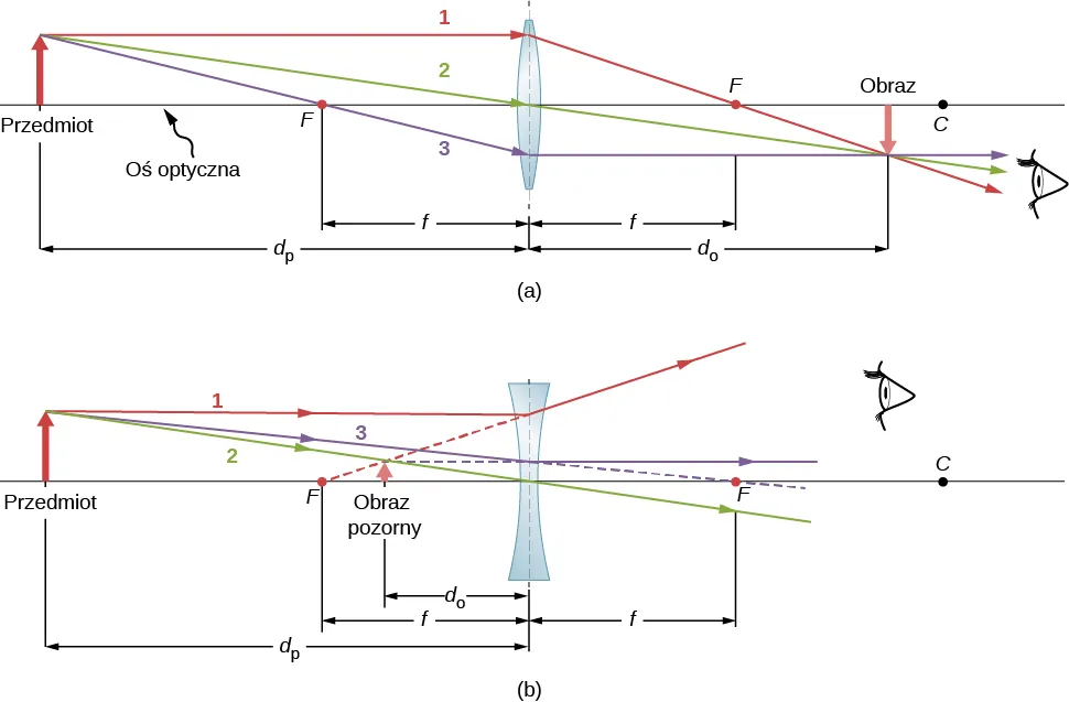 Figura pokazuje soczewkę dwuwypukłą, ogniska znajdują się po obu stronach soczewki. Przedmiot jest umieszczony na osi optycznej. Z wierzchołka przedmiotu wychodzą trzy promienie, które następnie wchodzą do soczewki. Promień 1 jest równoległy do osi optycznej. Promień 2 pada na środek soczewki. Promień 3 przechodzi przez ognisko a następnie wchodzi do soczewki. Promienie skupiają się po drugiej stronie soczewki i tworzą obraz. Promień 1 przechodzi przez ognisko, promień 3 jest równoległy do osi optycznej. Figura b pokazuje soczewkę dwuwklęsłą, której ogniska znajdują się po obu jej stronach. Przedmiot jest umieszczony na osi optycznej. Trzy promienie wychodzące z wierzchołka przedmiotu, a następnie wchodzą do soczewki. Promień 1 jest równoległy do osi, promień 2 przechodzi przez środek soczewki a promień 3, po przedłużeniu przejdzie przez ognisko po drugiej stronie soczewki. Wszystkie trzy promienie skupiają się po drugiej stronie soczewki. Promień 3 jest równoległy do osi optycznej a przedłużenie promienia 1 przechodzi przez ognisko leżące przed soczewką. Przedłużenia wszystkich trzech promieni tworzą obraz pozorny, który jest mniejszy niż przedmiot.