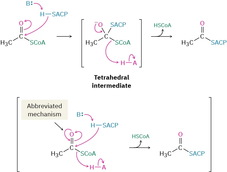 Acetyl-coenzyme A reacts with base and H S A C P to form tetrahedral intermediate that further forms acetyl S A C P. The abbreviated mechanism is indicated in parentheses.
