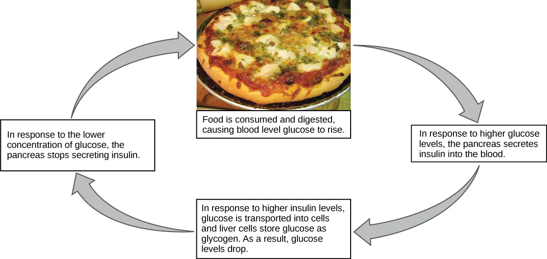 Illustration shows the response to consuming a meal. When food is consumed and digested, blood glucose levels rise. In response to the higher concentration of glucose, the pancreas secretes insulin into the blood. In response to the higher insulin levels in the blood, glucose is transported into many body cells. Liver cells store glucose as glycogen. As a result, blood sugar levels drop. In response to the lower concentration of glucose, the pancreas stops secreting insulin.