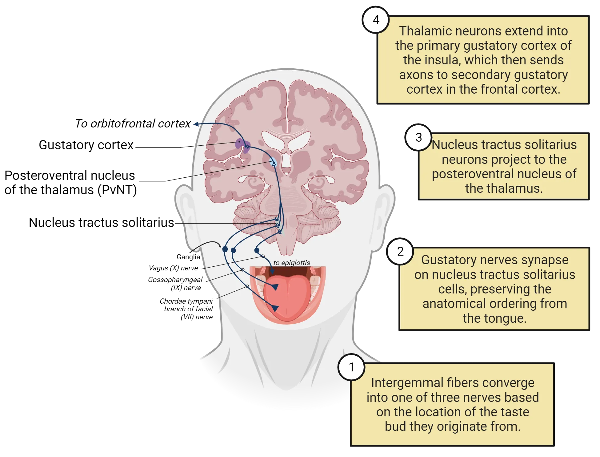A diagram of the human neural pathways from the sensory neurons in the tongue to the gustatory cortex of the insula, as described in the main text. The nucleus tractus solitarius is noted to have preserved anatomical ordering from the tongue (anterior tongue to superior nucleus tractus solitarius via Chordae tympani branch of facial (VII) nerve; middle tongue to middle nucleus tractus solitarius via Gossopharyngeal (IX) nerve; posterior tongue to more inferior nucleus tractus solitarius via Vagus (X) nerve.