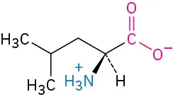 The structure of L-leucine. It has a carbon linked to methylene linked to C-H bonded to two methyl groups, carboxylate ion, dashed hydrogen, and wedged ammonia ion.