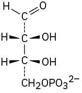 Vertically, aldehyde dashed bond carbon bond carbon dashed bond C H 2 phosphate. C 2 and C 3 both have hydrogen (wedge, left) and hydroxyl (wedge, right).