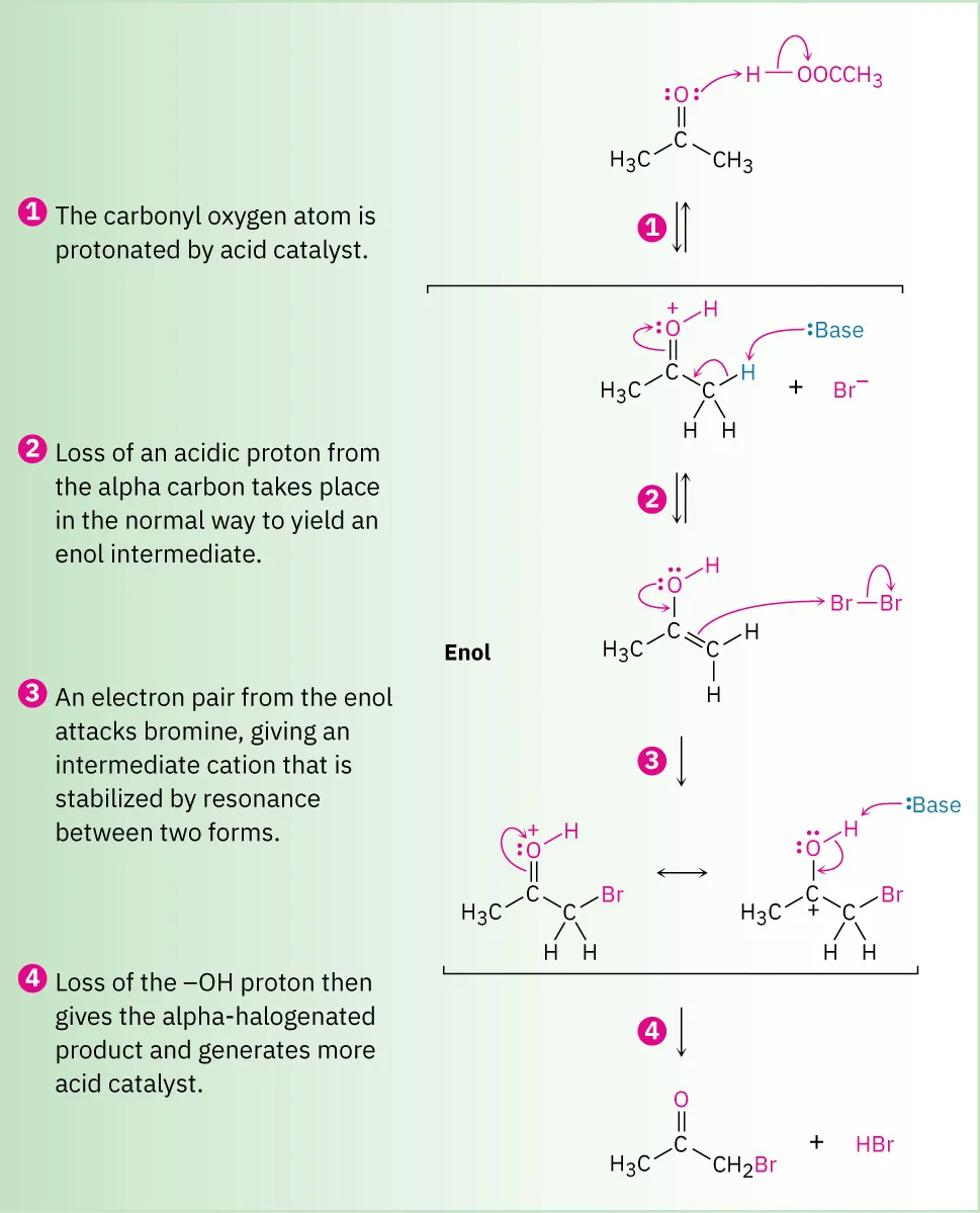 Four-step reaction mechanism for formation of bromoacetone from acetone and bromine with acid catalyst: protonation of carbonyl, abstraction of alpha proton to enol, addition of bromine on alpha carbon, deprotonation.
