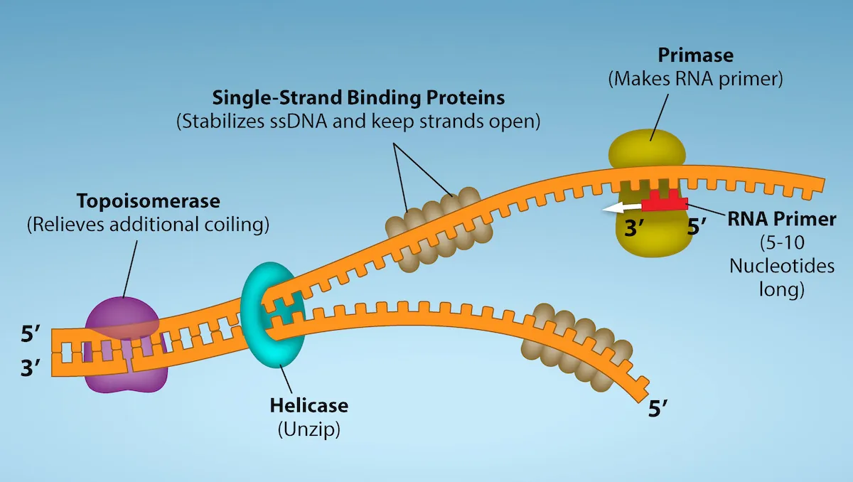 Topoisomerase binds to D N A to relieve additional coiling. Helicase separates or unzips the two strands. Single-strand binding proteins attach to each D N A strand, and stablize s s D N A and keeps the strands open.  While the strands are separated, Primase makes R N A Primer, which is five to ten nucleotides long. The R N A Primer is attached to the s s D N A strand.