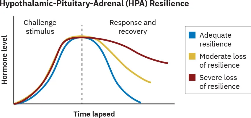 Graph of hypothalamic-pituitary-adrenal (HPA) resilience shows as age increases, stress hormones stay elevated for a longer period of time (response and recovery) following a challenge stimulus.