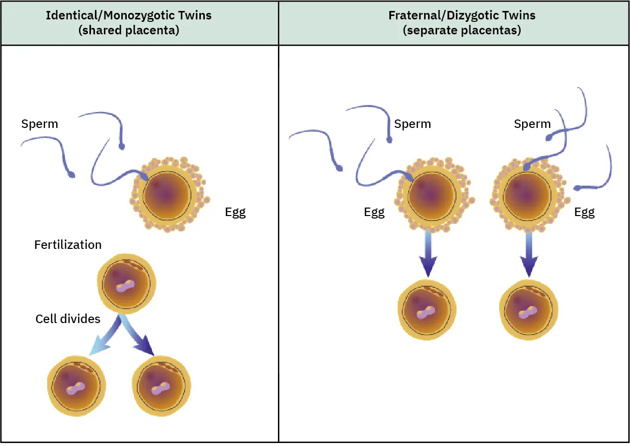 Illustration of Identical/Monozygotic Twins (shared placenta) (cell divides after fertilization) and Fraternal/Dizygotic Twins (separate placentas) (two eggs are fertilized separately).