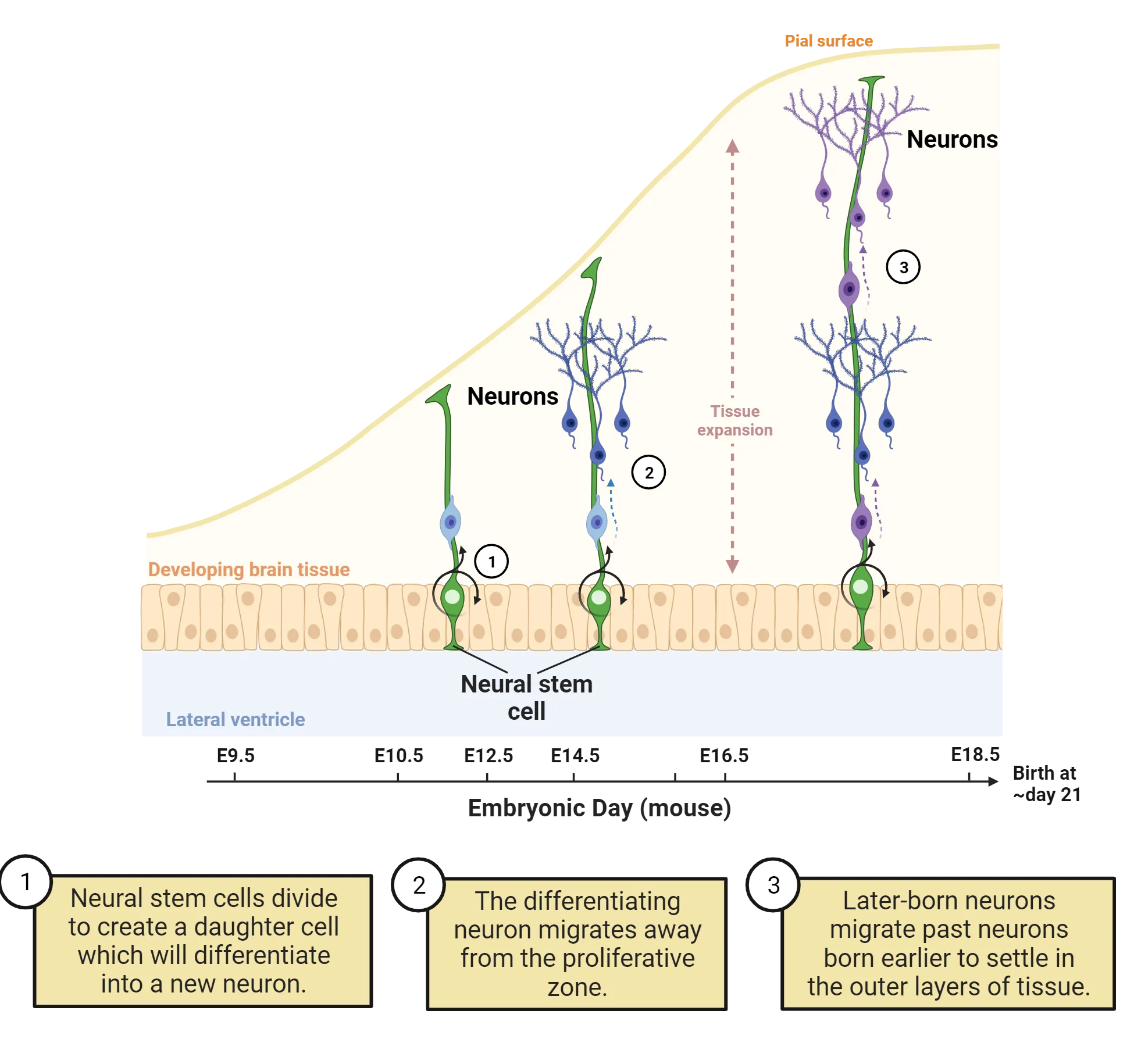 A diagram of cross section of early cortex, with advancing age shown from left to right. The bottom of the diagram is the ventricular space and the outer (pial) surface is on the top side and is shown expanding with age. Neural stem cells are shown with processes contacting both ventricular and pial surfaces. Daughter cells wrap around the outer process of the stem cells and are shown arriving in more outer layers of cortex with age. The three steps described in the main text are labeled.