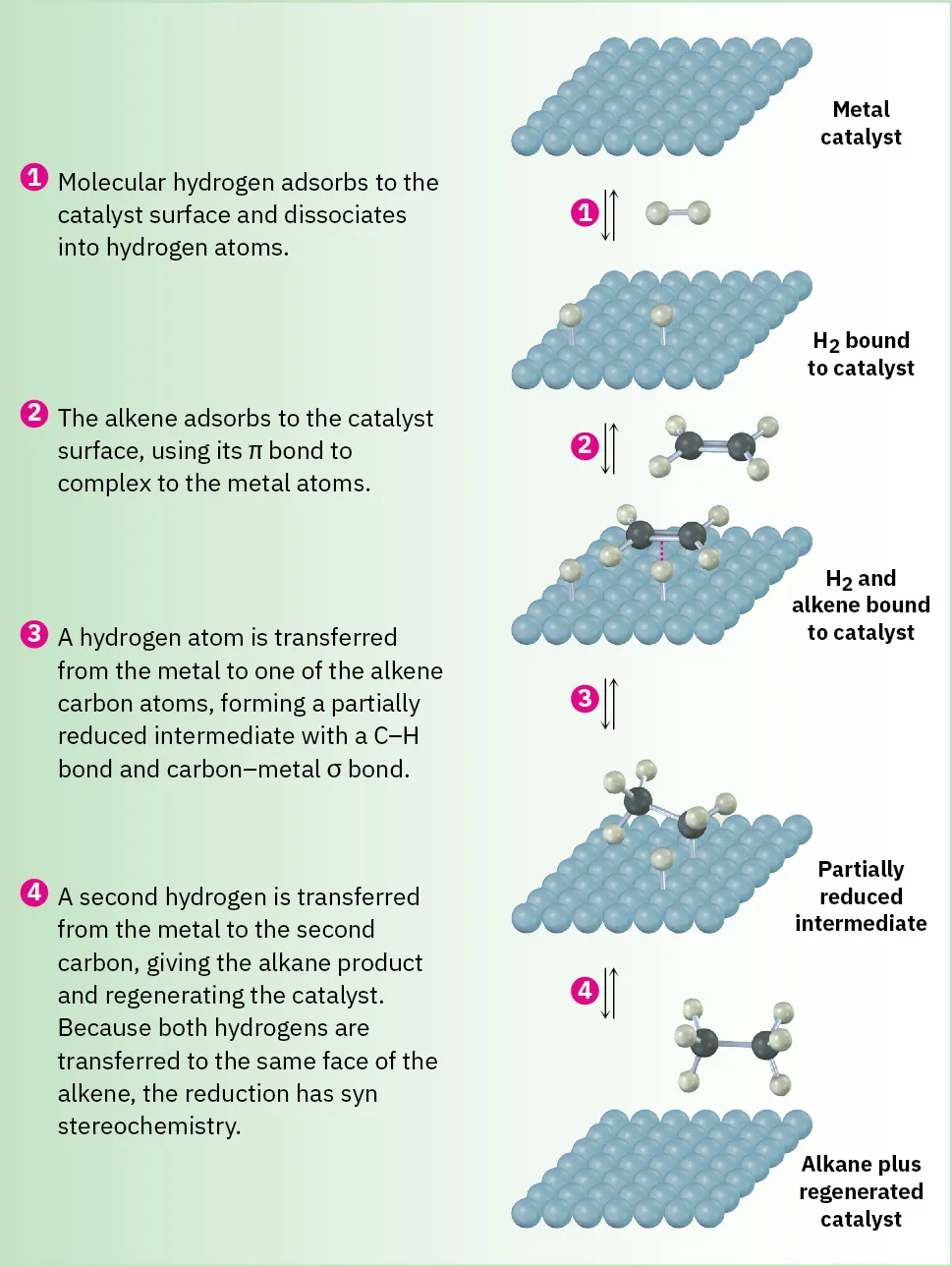 Mechanism of catalytic alkene hydrogenation, showing hydrogen and alkene bound to the catalyst, followed by syn addition of hydrogens to the alkene,  and release of the reduced alkane and catalyst.
