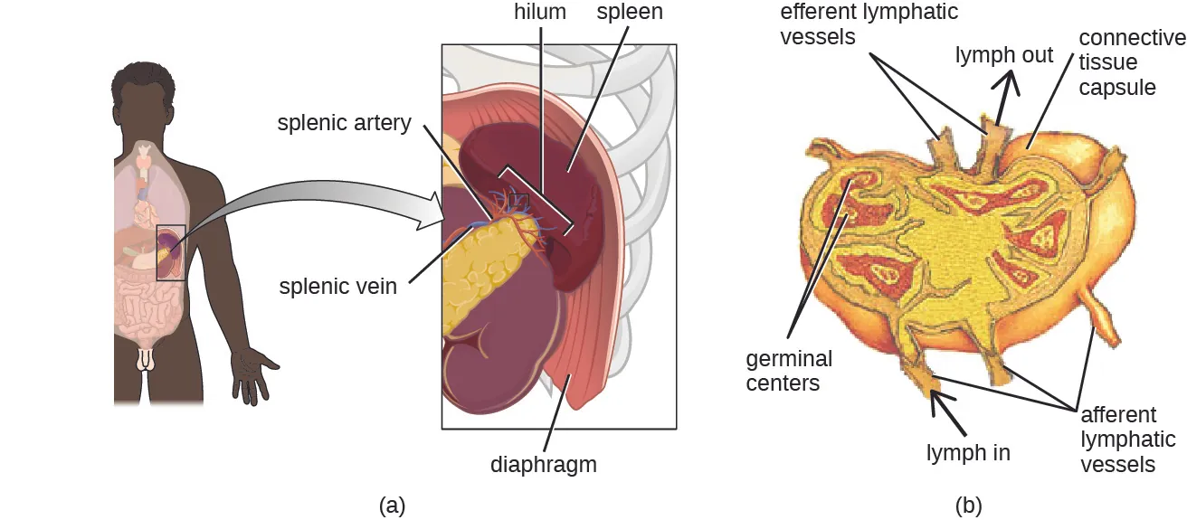 a) A diagram showing that the spleen is found at the end of the pancreas just under the diaphragm. The part closest to the pancreas is the hilium and contains the splenic artery and vein. B) a close-up of the spleen. Afferent lymphatic vessels are tubes that bring material in. Efferent lymphatic vessels are tubes that take material out of the spleen. Connective tissue forms a capsule around the outside; and a space under the capsule is labeled subcapsular sinus. The cortex of the spleen is the outer layer. And trabeculae are regions of cortex that fold in towards the center. Germinal centers are red structures in the cortex.