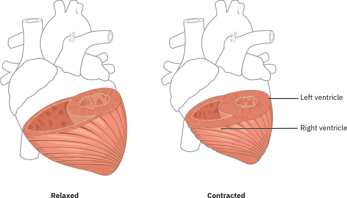 A diagram showing the difference between relaxed and contracted ventricles.
