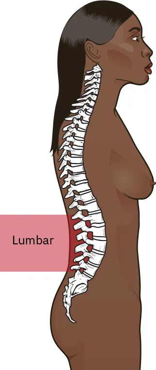 Image of person with spine visible and lumbar region labeled (located between the ribs and pelvis).