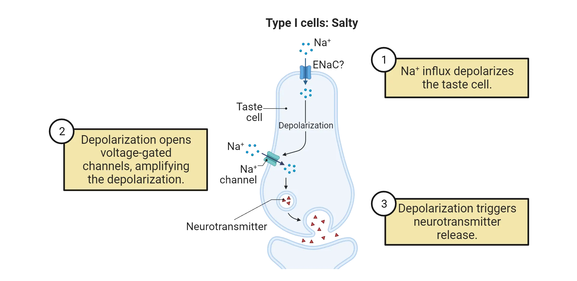 Diagram shows transduction mechanism in type I cells as described in the main text.