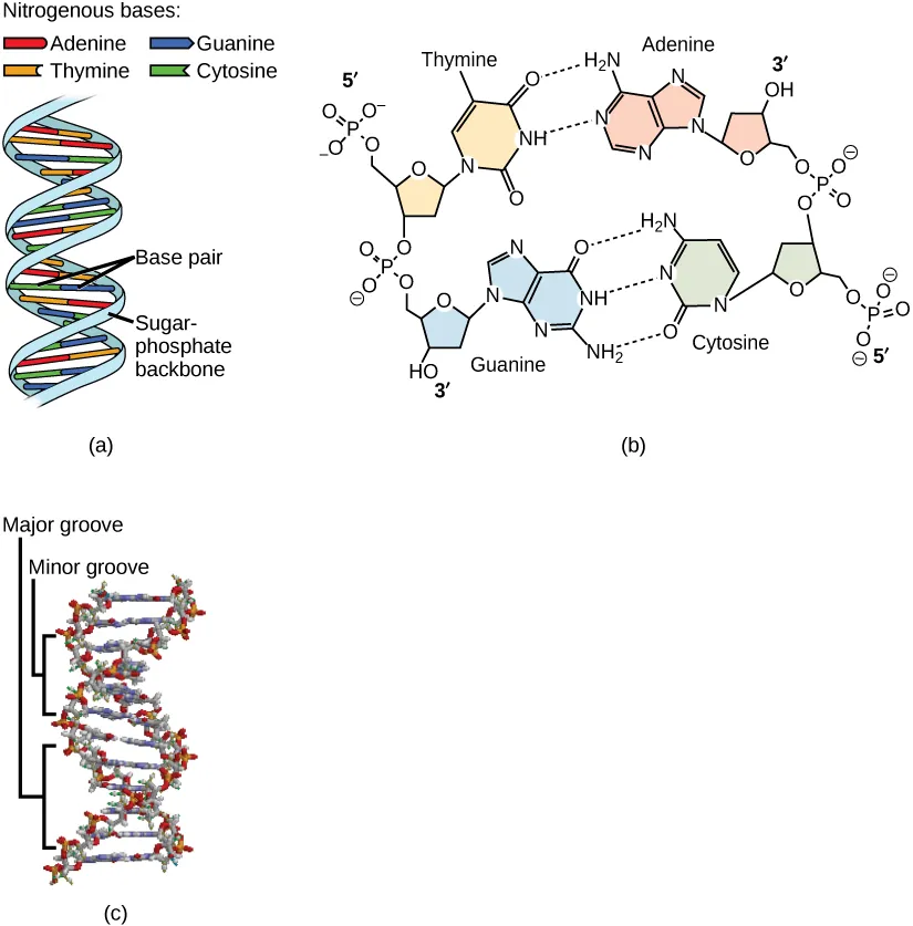 Part A shows an illustration of a DNA double helix, which has a sugar-phosphate backbone on the outside and nitrogenous base pairs on the inside. Part B shows base pairing between thymine and adenine, which form two hydrogen bonds, and between guanine and cytosine, which form three hydrogen bonds. Part C shows a molecular model of the DNA double helix. The outside of the helix alternates between wide gaps, called major grooves, and narrow gaps, called minor grooves.