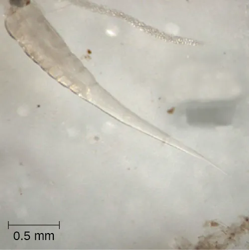 A micrograph of a tapered oval cell of approximately 30 mm in length.